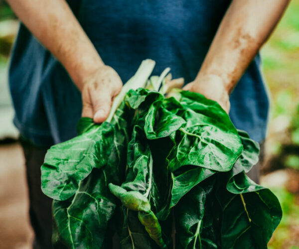 Organic,Vegetables.,Mangold,In,Farmers,Hands